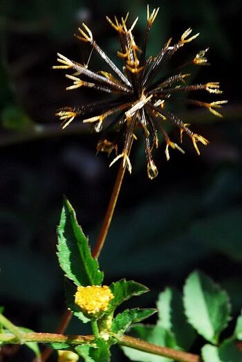 Bidens pilosa 80714