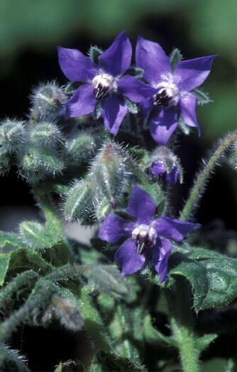 Borago officinalis FC00859
