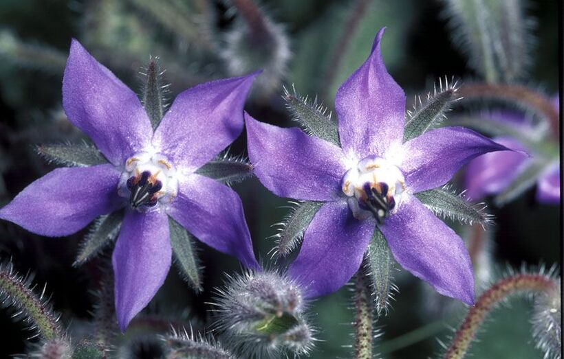 Borago officinalis FC00865