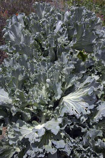 Brassica oleraceae 306