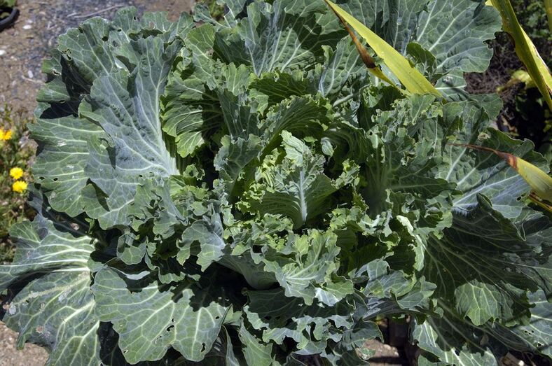 Brassica oleraceae 307