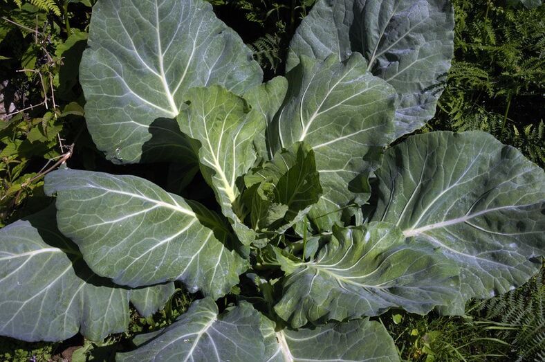 Brassica oleraceae 415