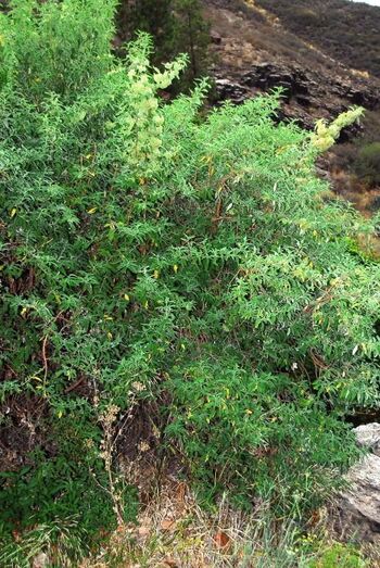 Bystropogon origanifolius 0048