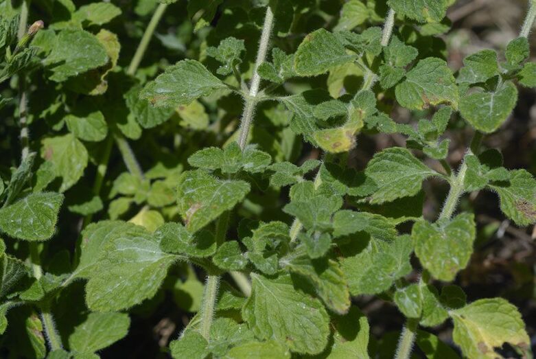 Calamintha sylvatica 081
