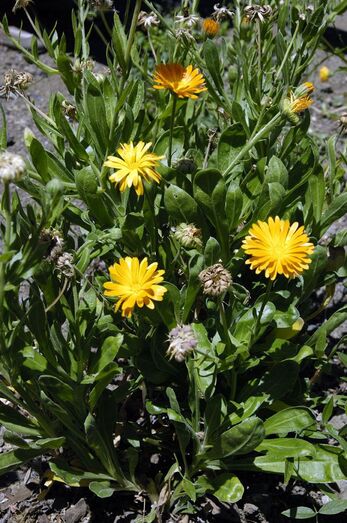 Calendula officinalis 049