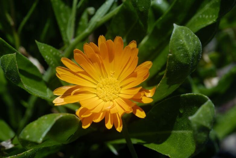 Calendula officinalis 083