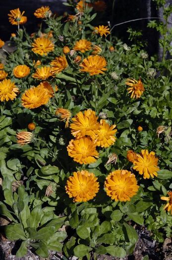 Calendula officinalis 118