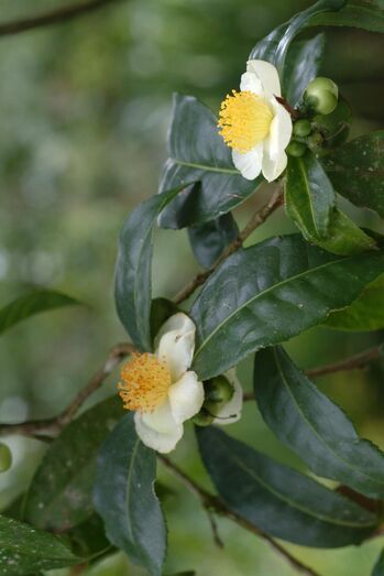 Camellia sinensis Bernat