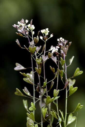 Capsella bursa pastoris 380