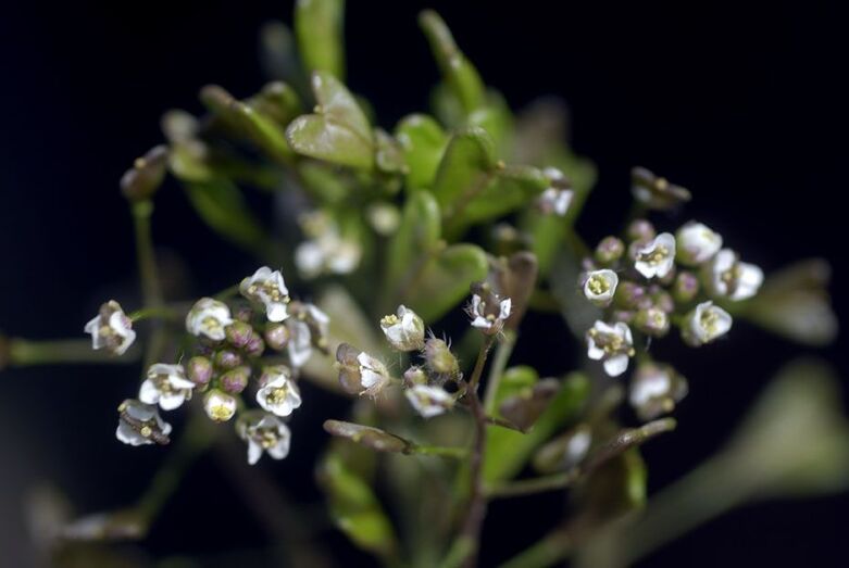 Capsella bursa pastoris 409
