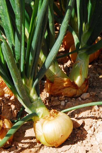 Cebolla01