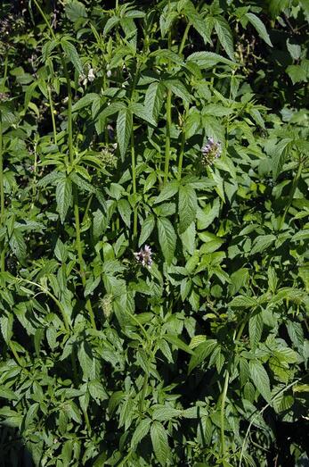 Cedronella canariensis 205