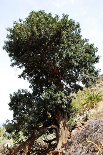 Ceratonia siliqua 0031