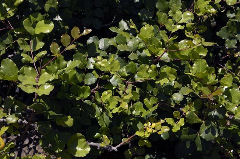 Ceratonia siliqua 266