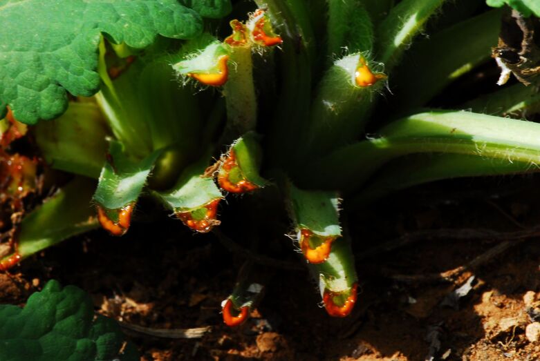 Chelidonimu majus 071137