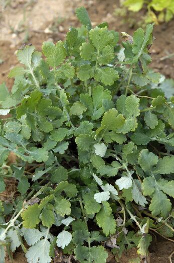 Chelidonium majus 290