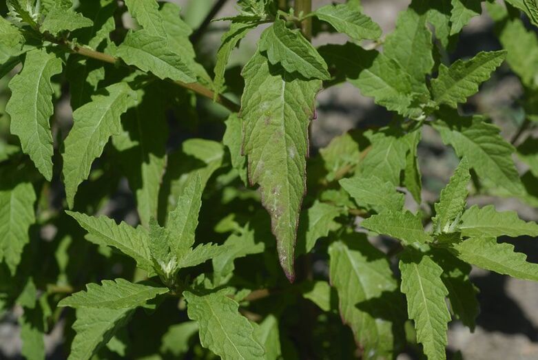 Chenopodium ambrosioides 084