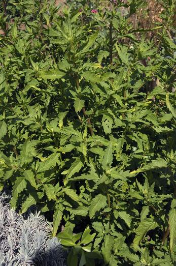 Chenopodium ambrosioides 270