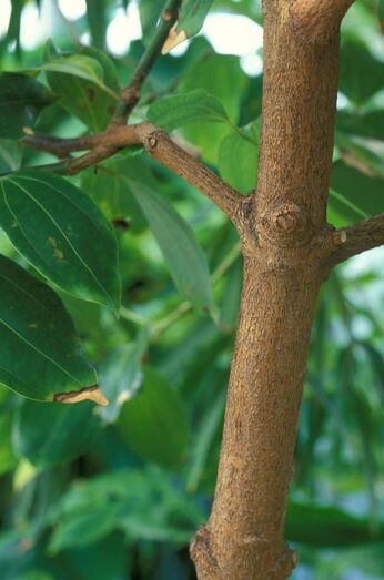 Cinnamomum verum 005