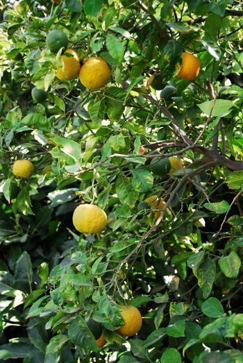 Citrus aurantium 0024