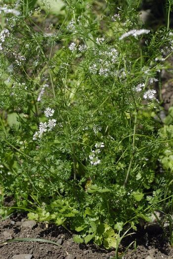 Coriandrum sativum 254