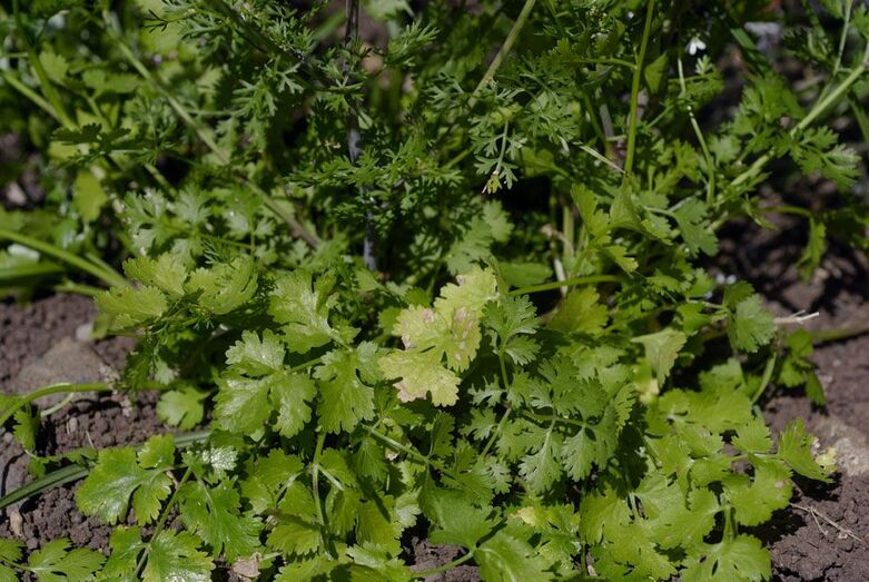 Coriandrum sativum 256