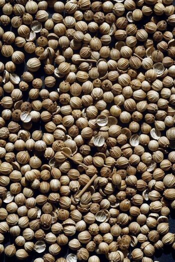 Coriandrum sativum 447