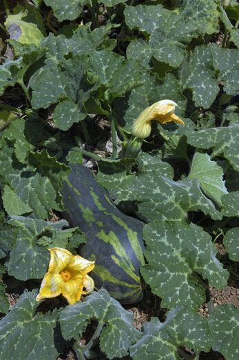 Cucurbita pepo 310