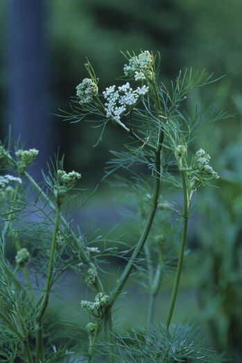 Cuminum cyminum 10050