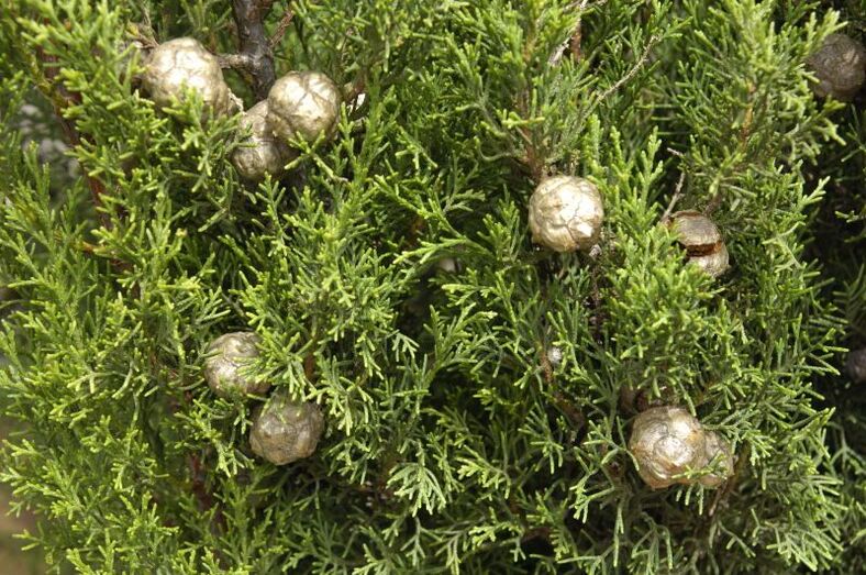 Cupresus sempervirens 0332