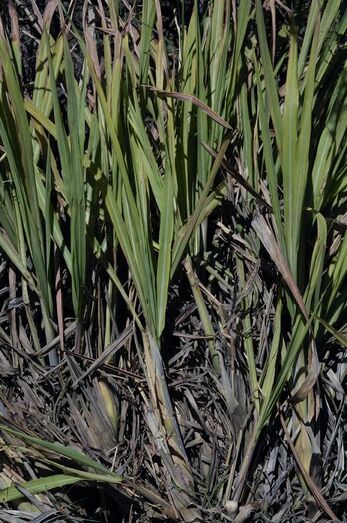 Cymbopogon citratus 076