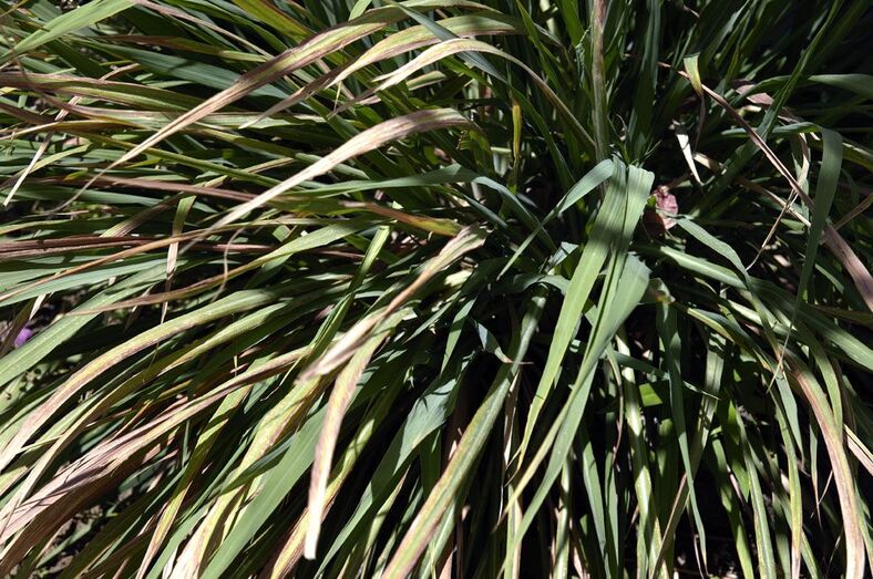 Cymbopogon citratus 101