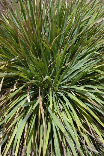 Cymbopogon citratus 317