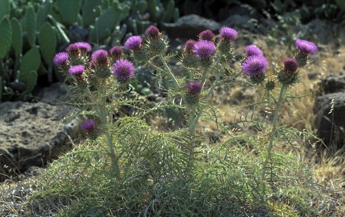 Cynara cardunculus FC02684