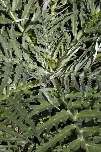 Cynara scolymus 287