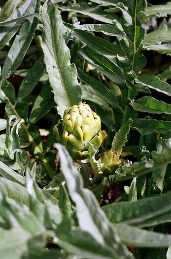 Cynara scolymus 48