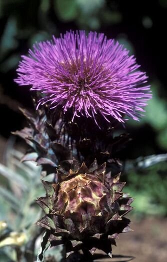 Cynara scolymus FC01765