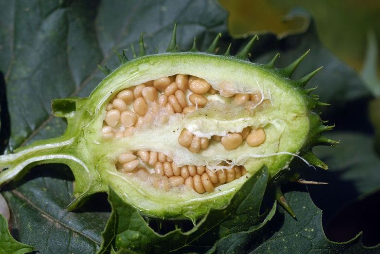 Datura stramonium 219