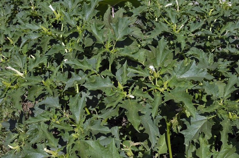 Datura stramonium 243