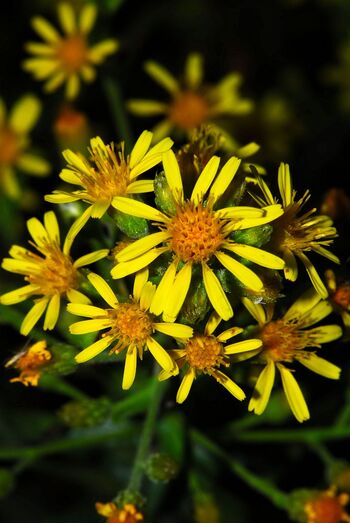 Dittrichia viscosa 090711