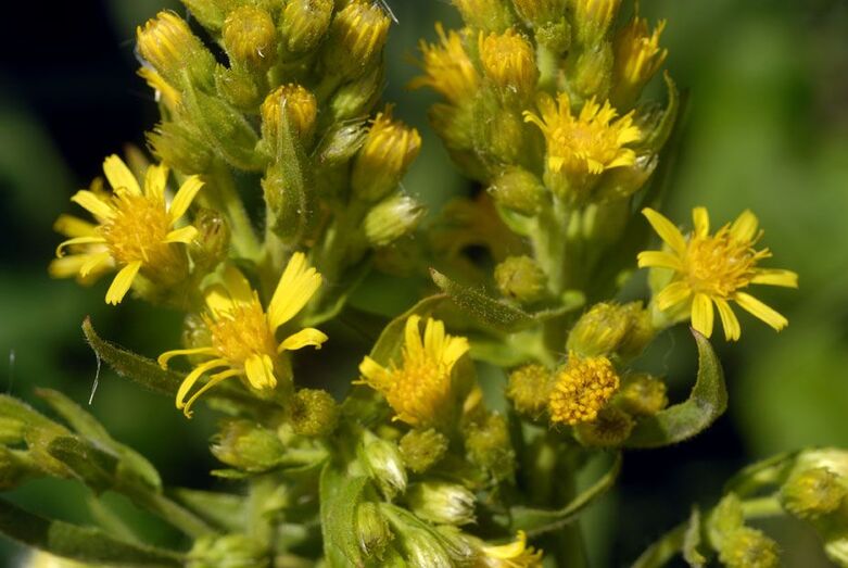 Dittrichia viscosa 471