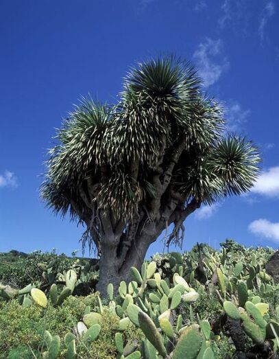 Dracaena draco FC02091