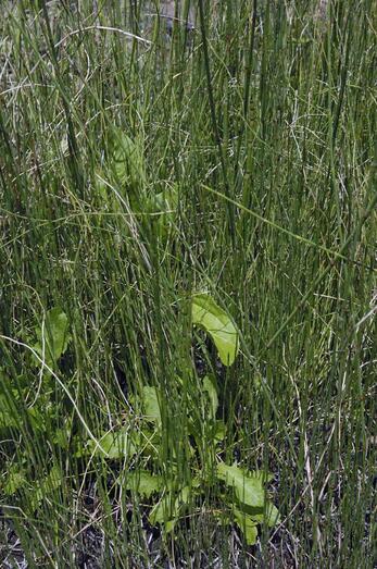 Equisetum ramosissimum 054