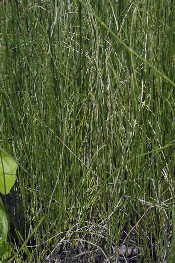 Equisetum ramosissimum 055