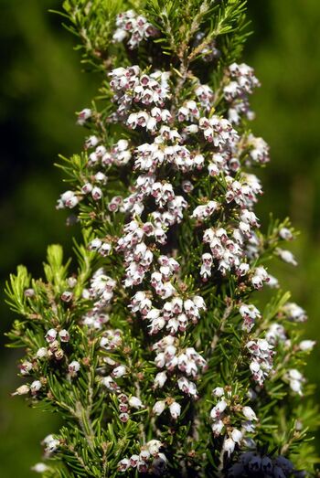 Erica arborea 0038