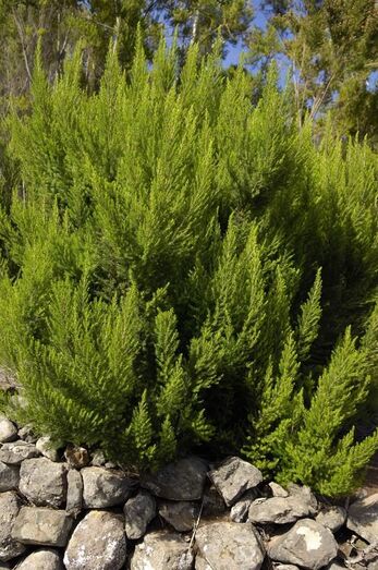 Erica arborea 0046
