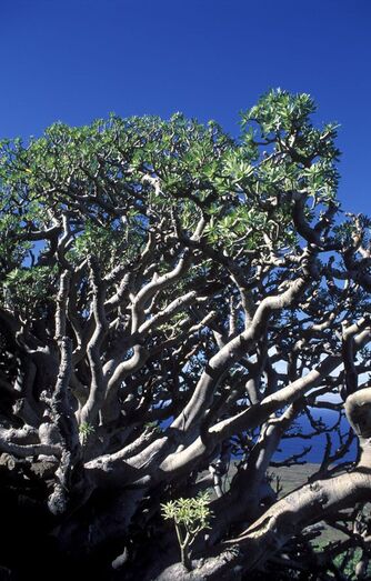 Euphorbia balsamifera FC00921