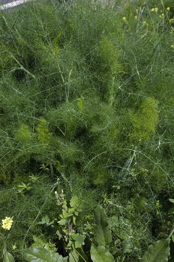 Foeniculum vulgare 0016