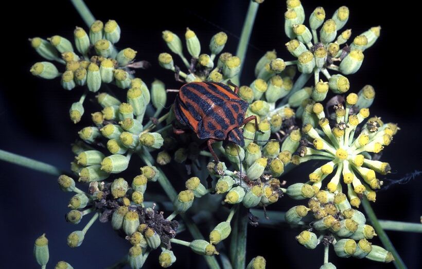 Foeniculum vulgare 399