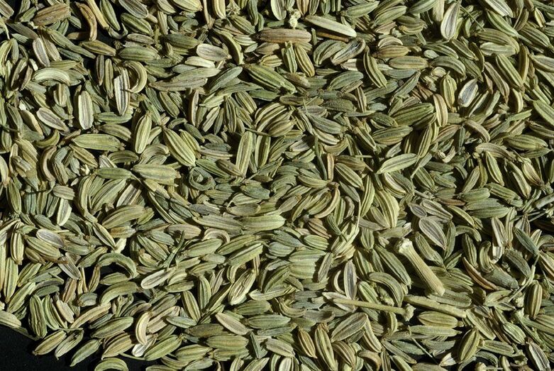 Foeniculum vulgare 425